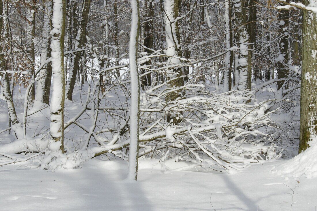 Winter forest