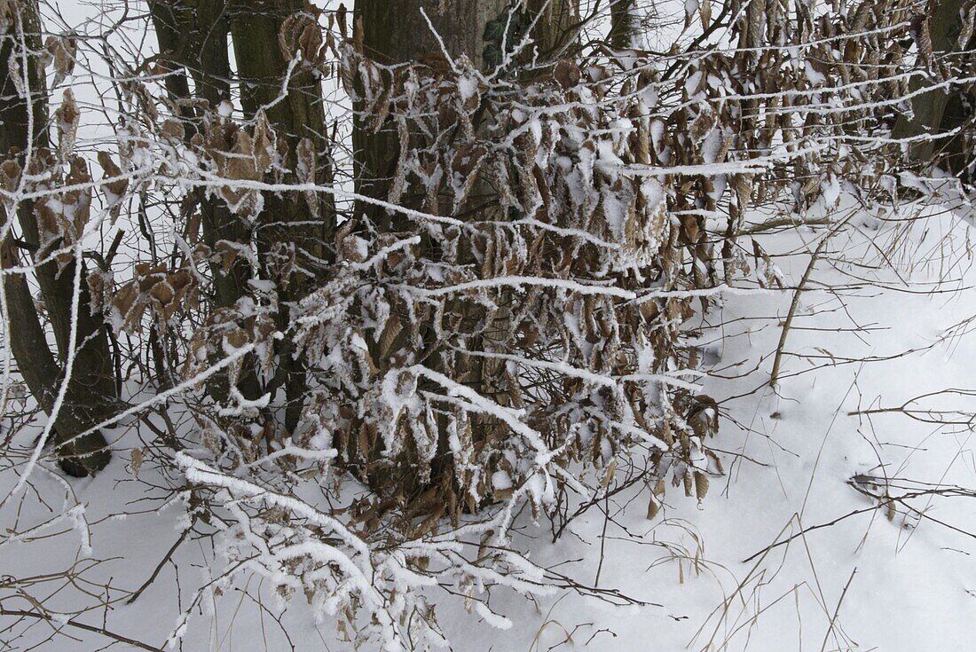 Winter forest