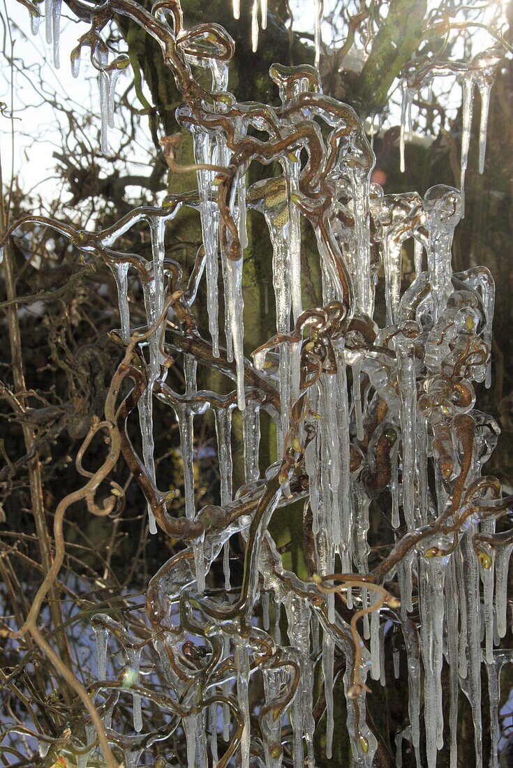 Corkscrew-hazel with icicles
