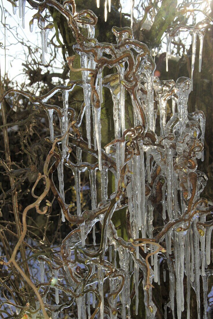 Korkenzieher-Hasel mit Eiszapfen