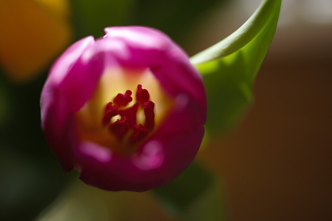 Tulip blossom