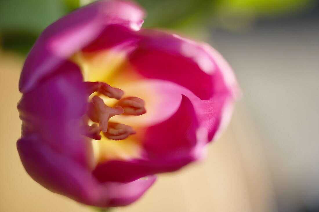 Tulip Blossom