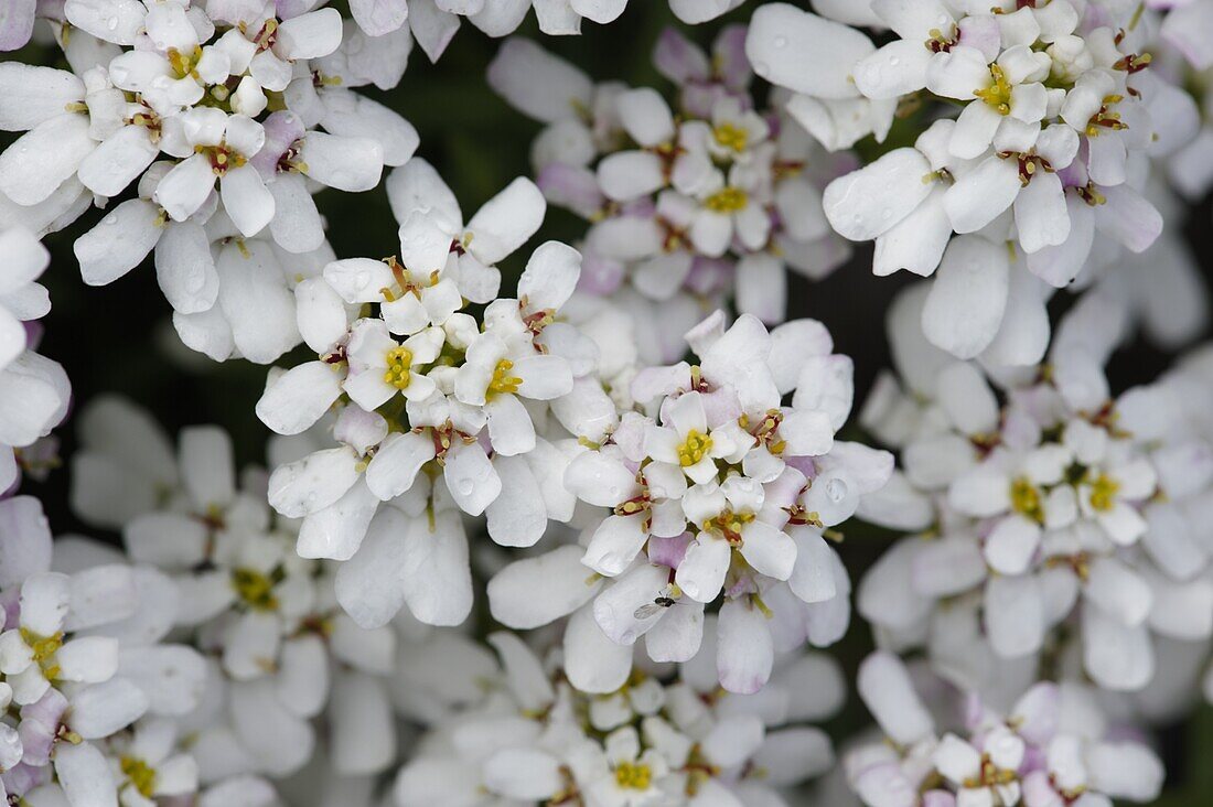 Iberis sempervirens