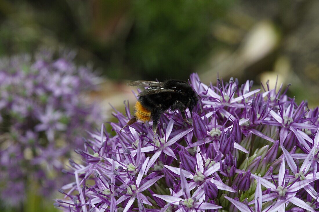 Hummel an Alliumblüte