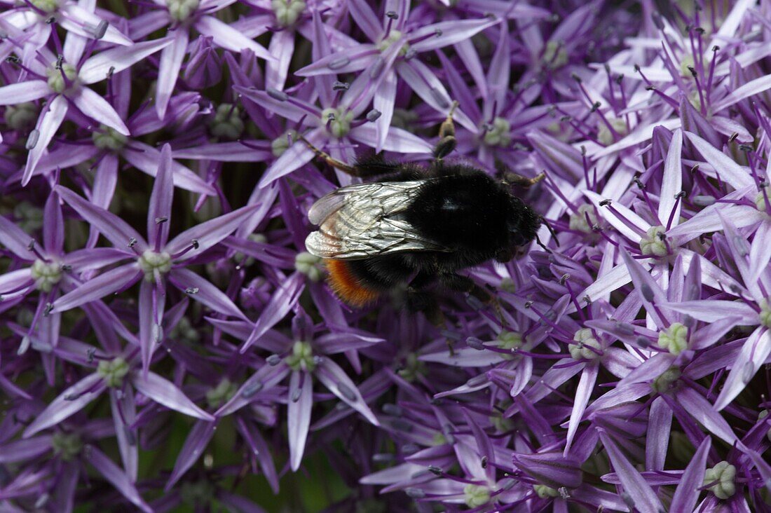 Bumblebee to Allium flower