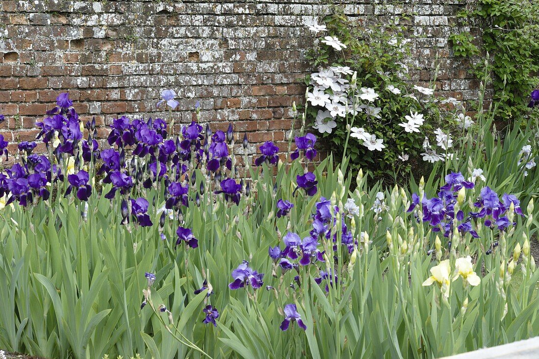 Iris x germanica, violet