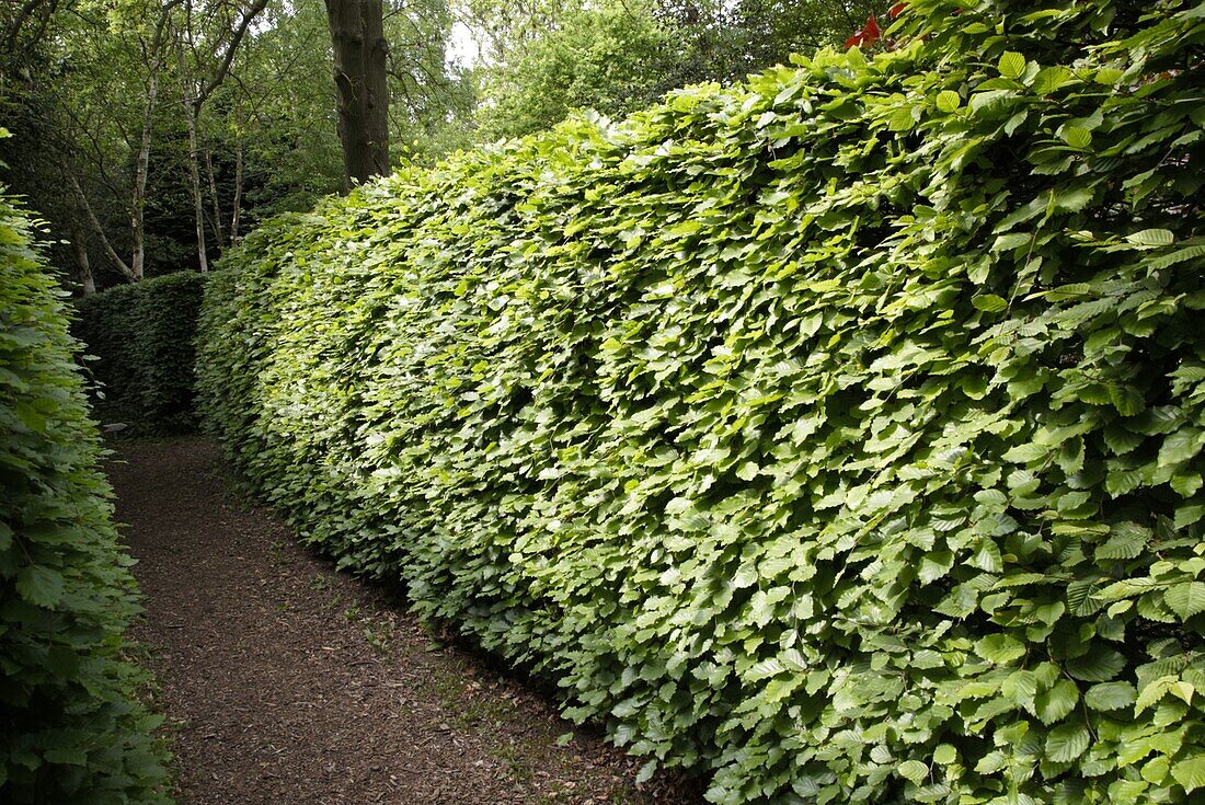 Hornbeam hedge