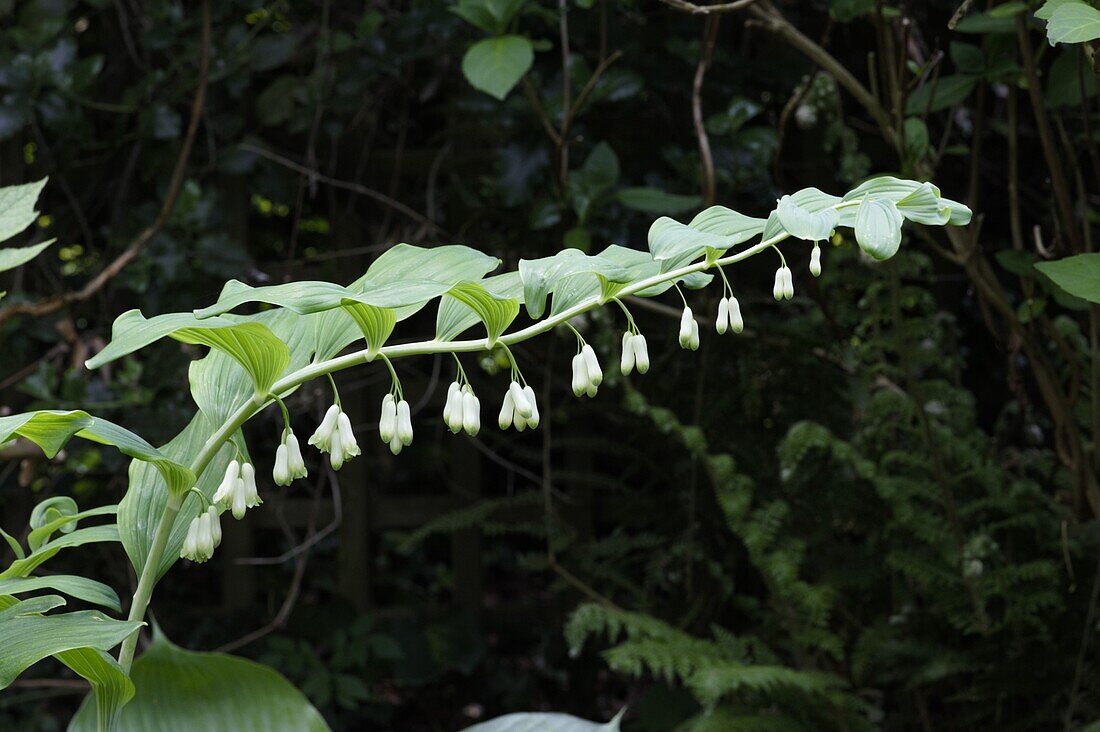 Polygonatum odoratum