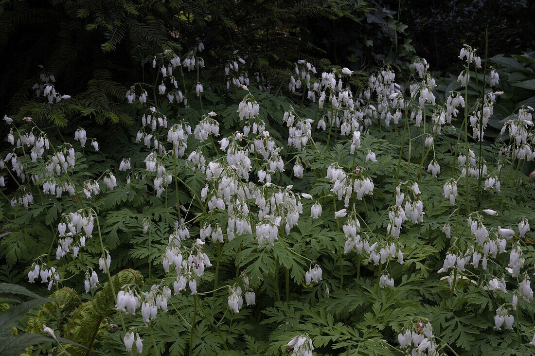 Dicentra formosa 'Alba