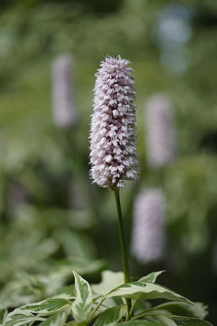 Bistorta officinalis 'Superba