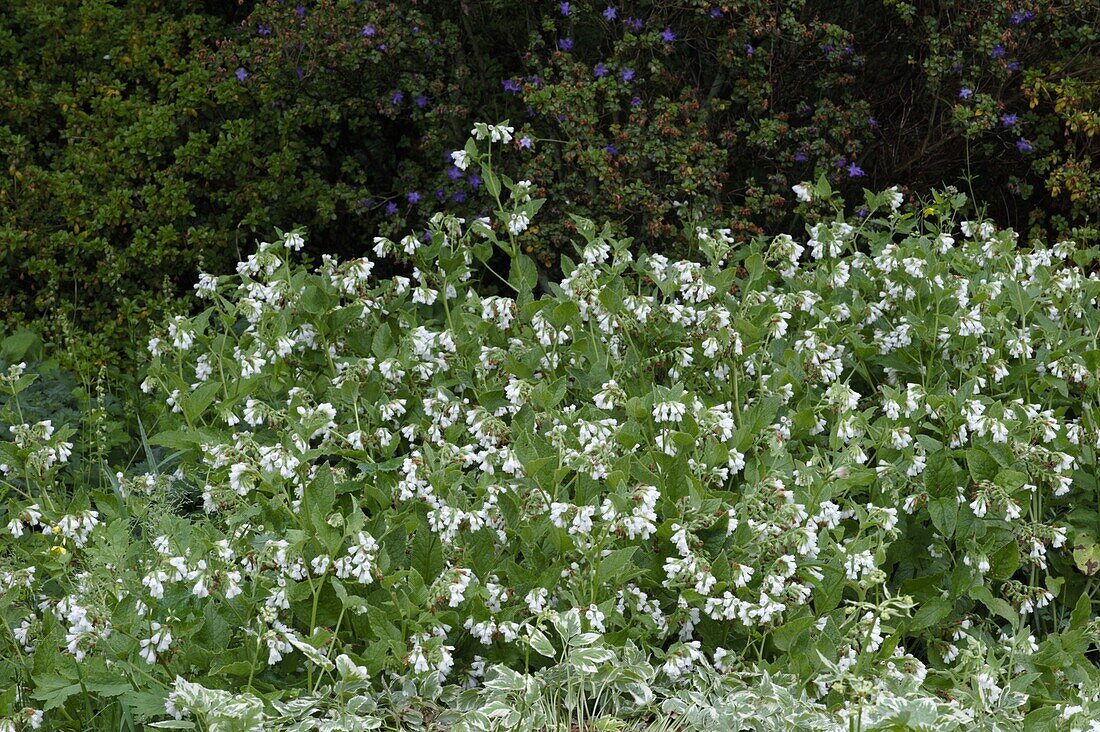 Symphytum grandiflorum