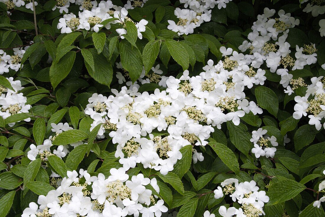 Viburnum plicatum 'Summer Snowflake'