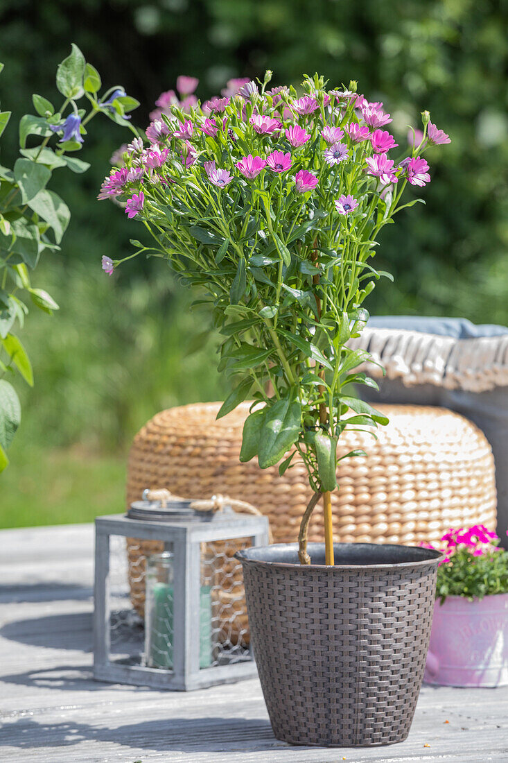 Osteospermum ecklonis, Stamm