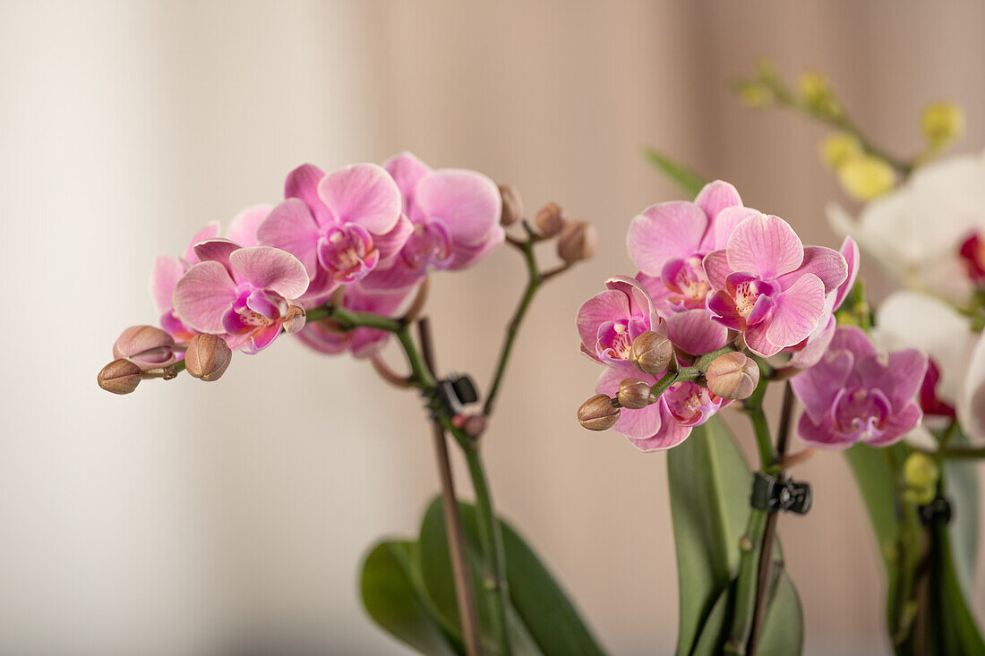 Phalaenopsis, pink