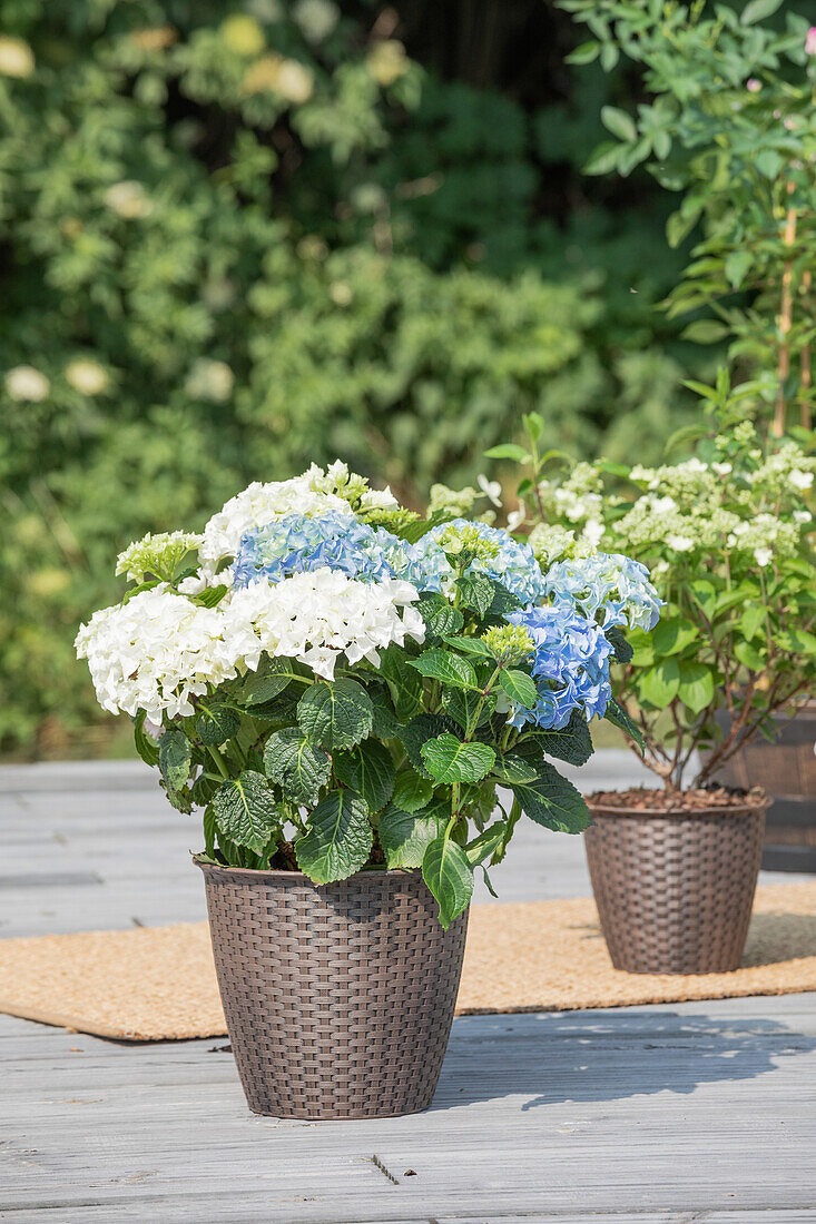 Hydrangea macrophylla, blue-white