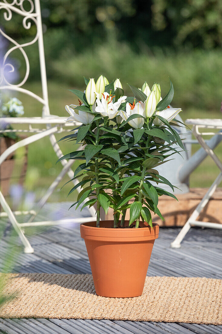 Lilium Oriental, white