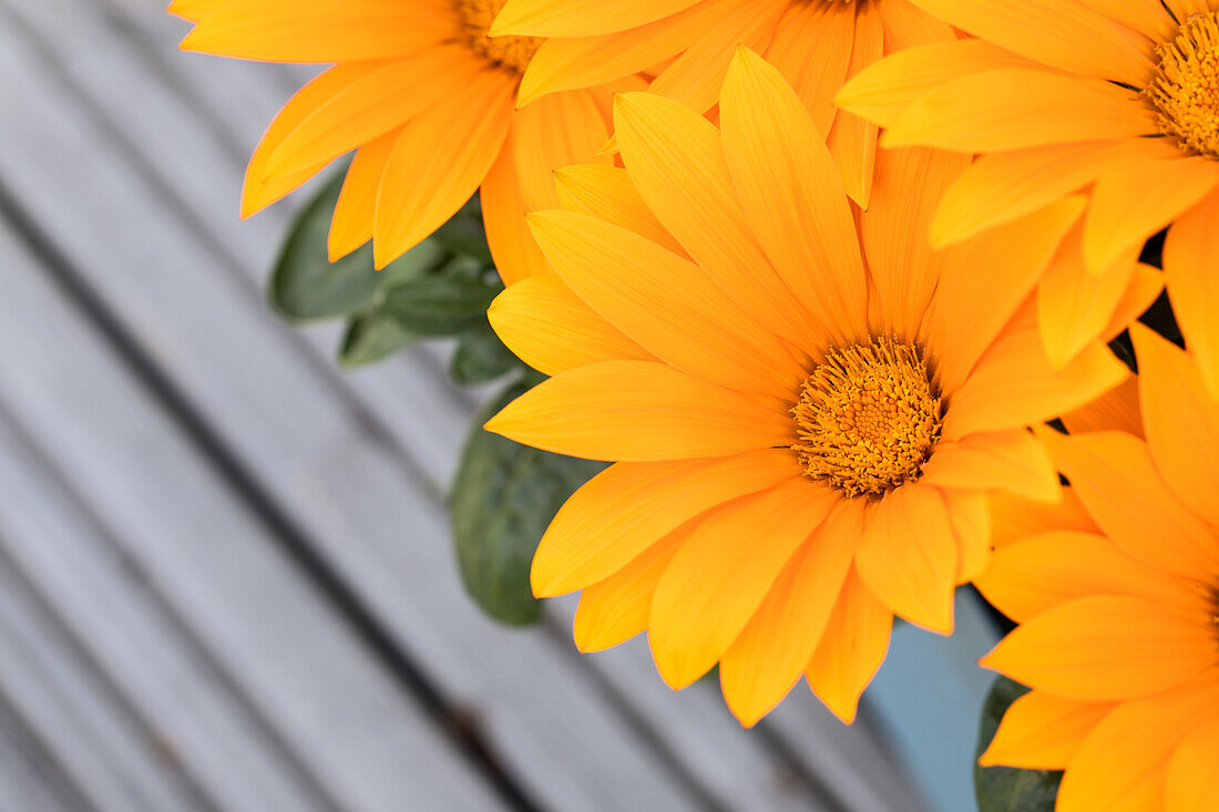 Gazania, orange