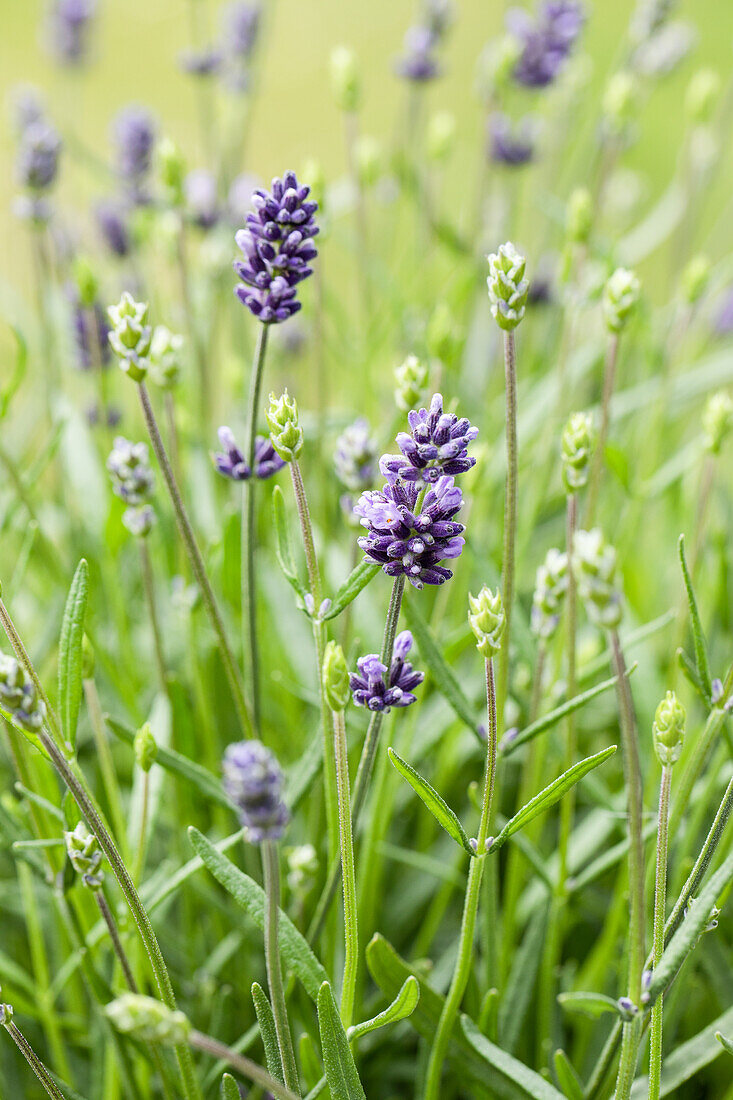 Lavandula angustifolia