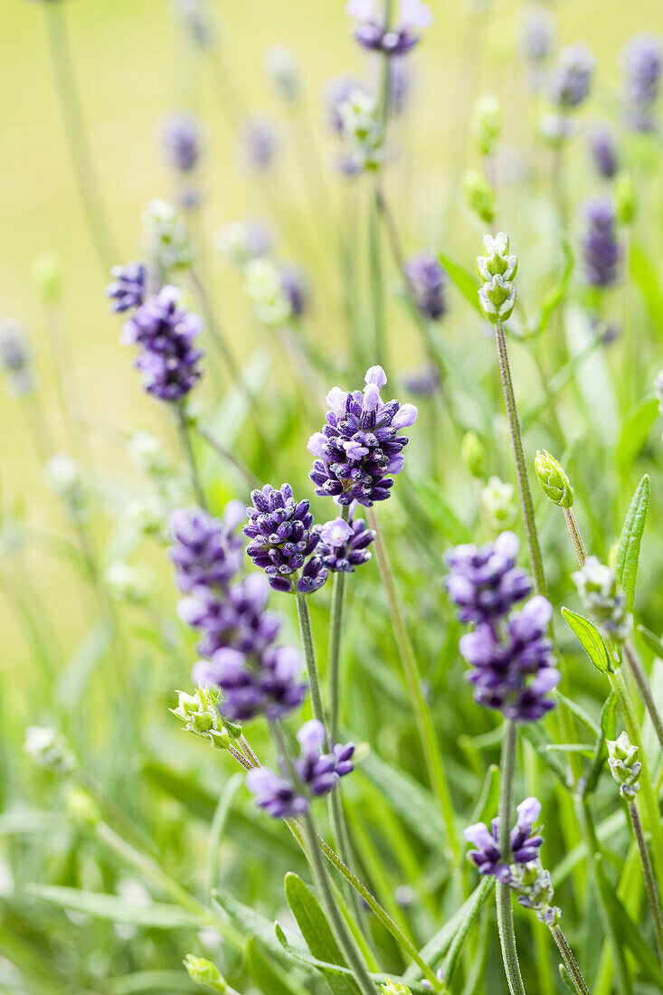 Lavandula angustifolia