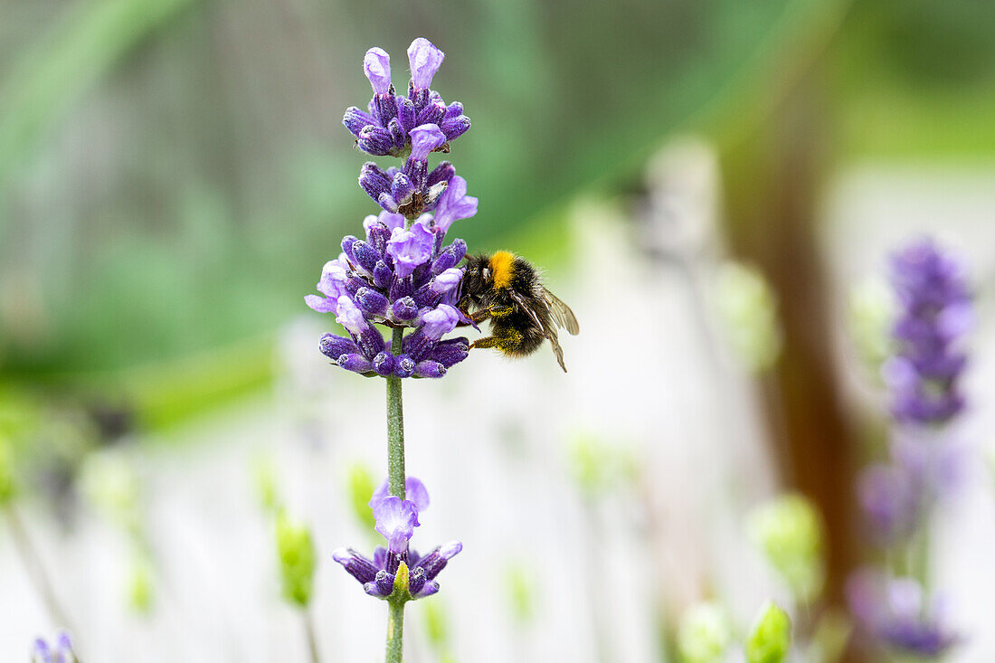 Lavandula angustifolia