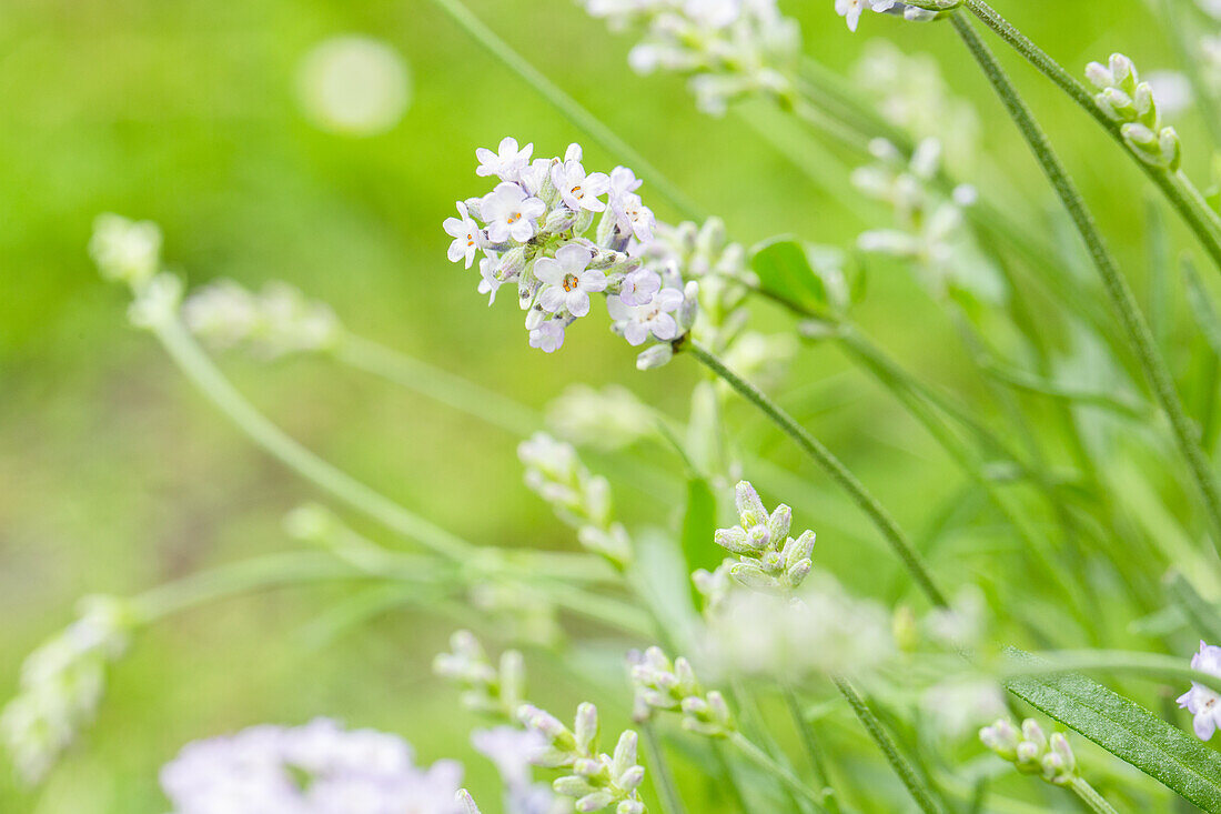 Lavandula angustifolia 'Hidcote White'