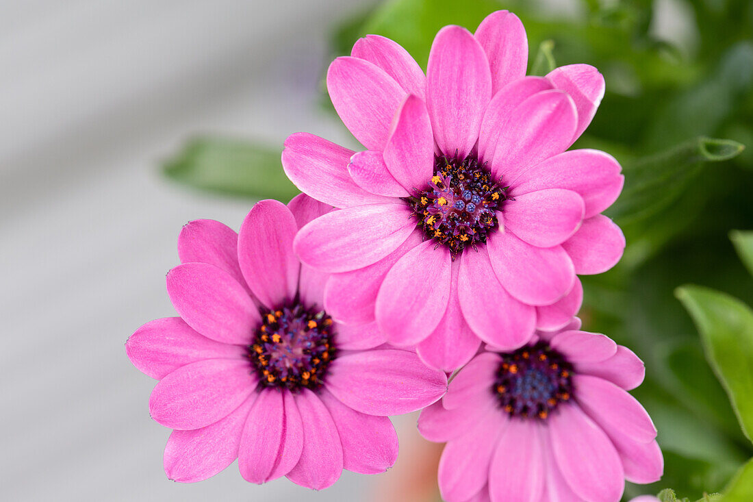 Osteospermum ecklonis, rosa