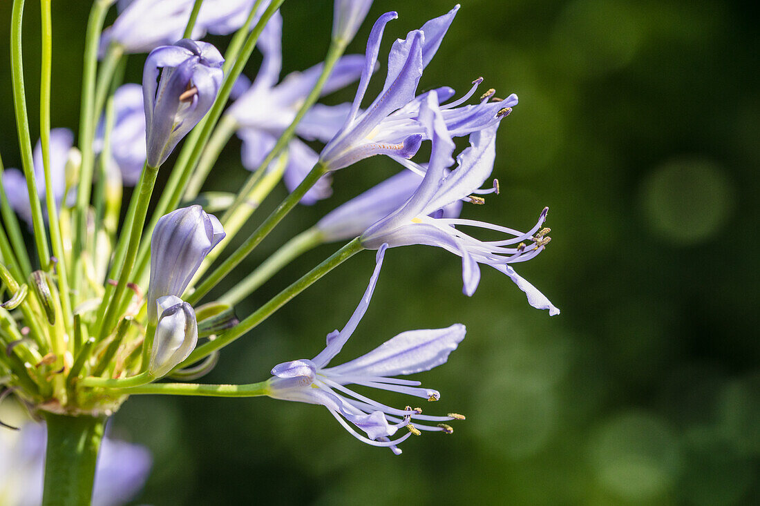 Agapanthus africanus 'Atlantic Ocean'