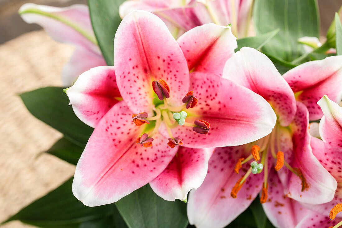 Lilium Oriental, rosa-weiß