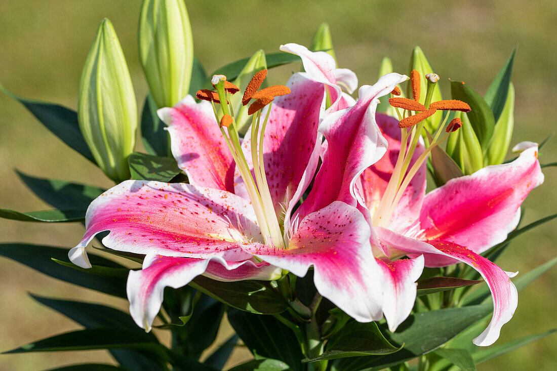 Lilium Oriental, rosa-weiß