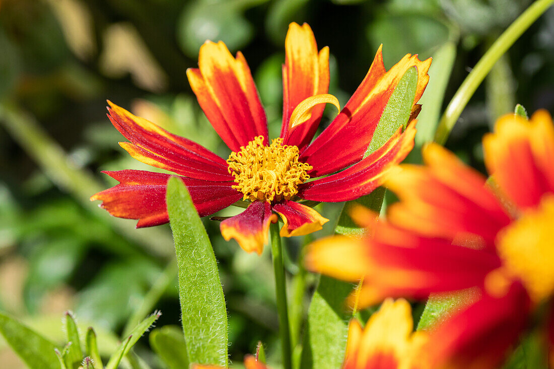 Coreopsis grandiflora