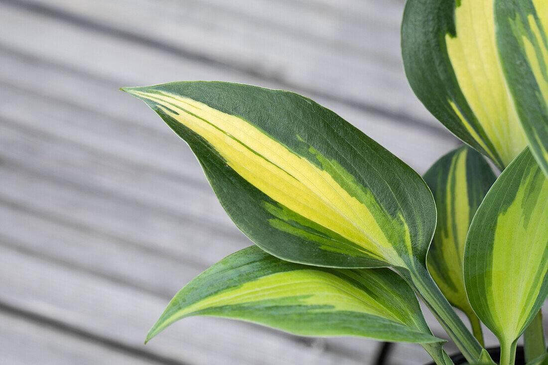 Hosta, gelbbunt