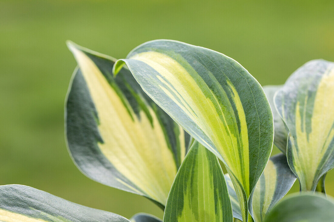 Hosta, gelbbunt