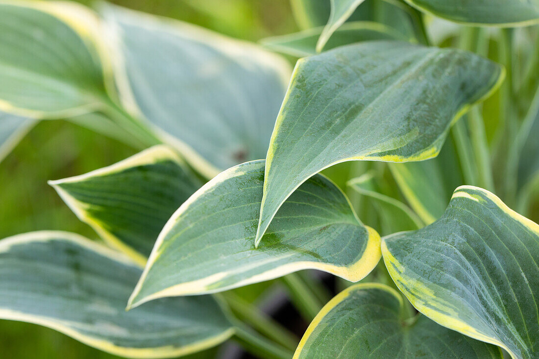 Hosta, gelbbunt