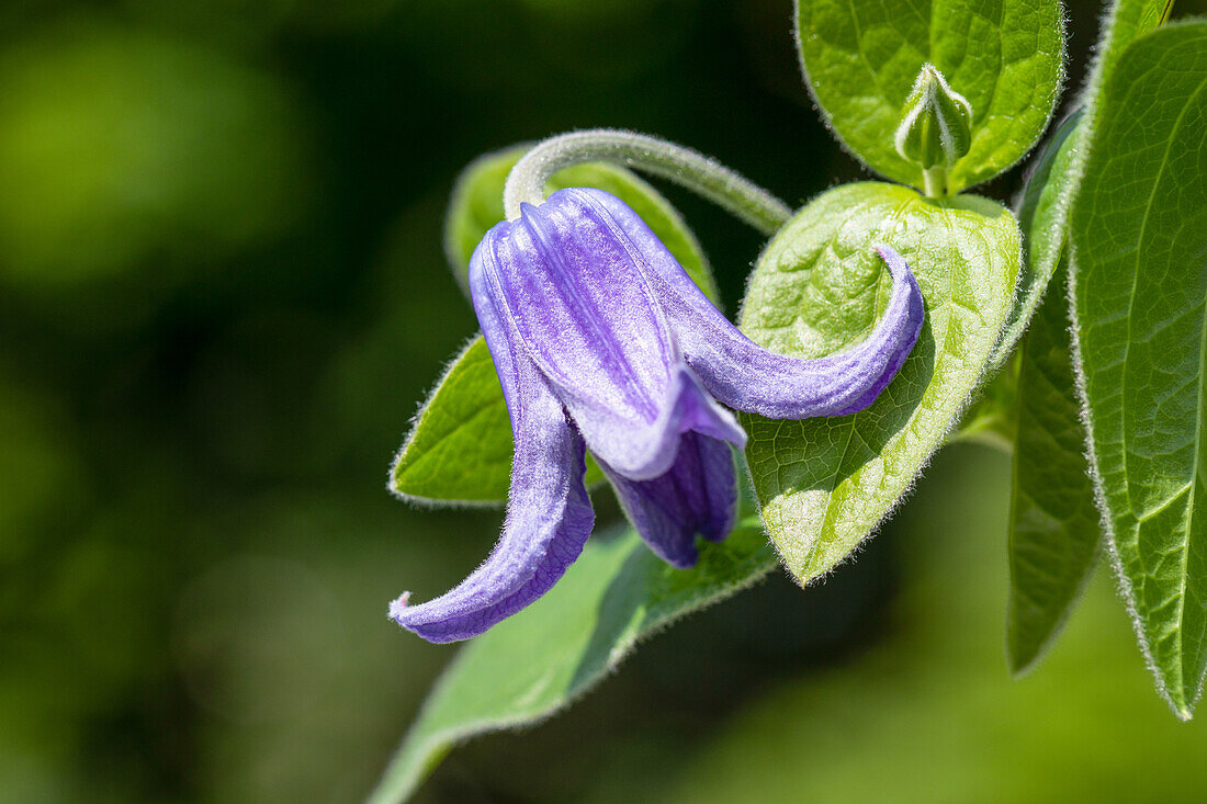 Clematis 'Paillette Jingjing ® Evipo096 (N) '