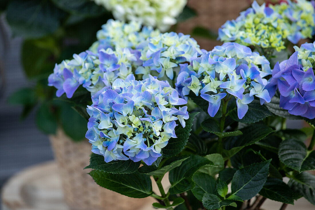 Hydrangea macrophylla, blau