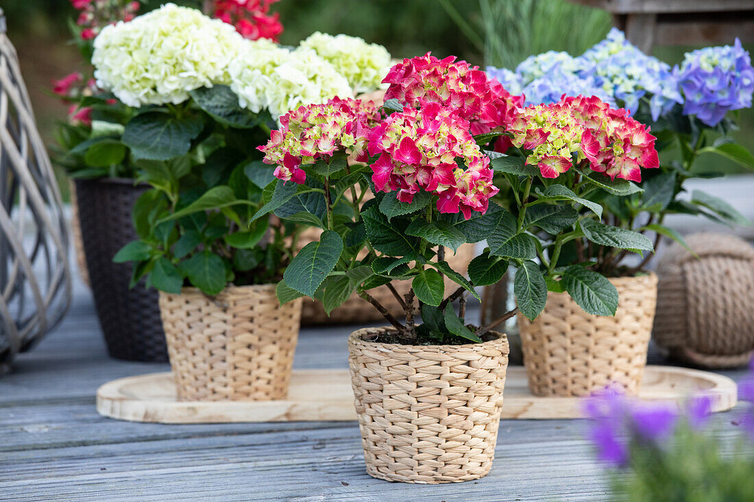 Hydrangea macrophylla, red