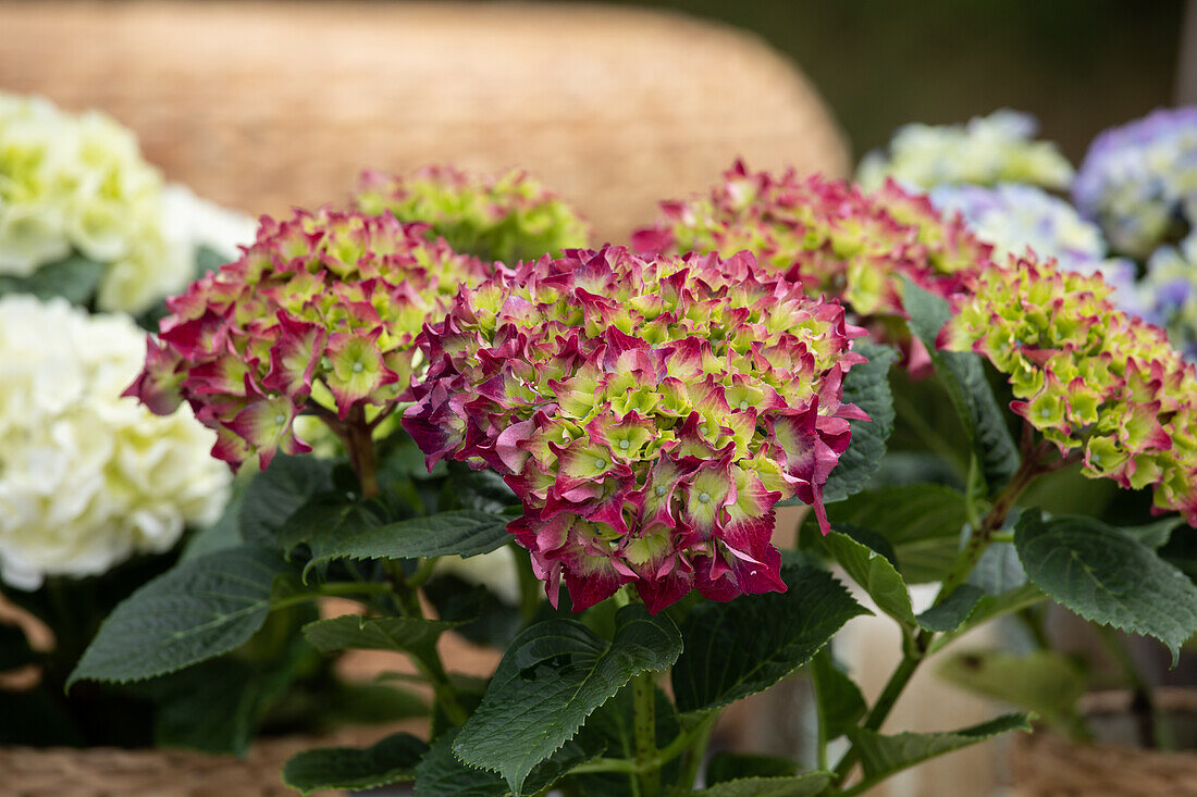 Hydrangea macrophylla, rot