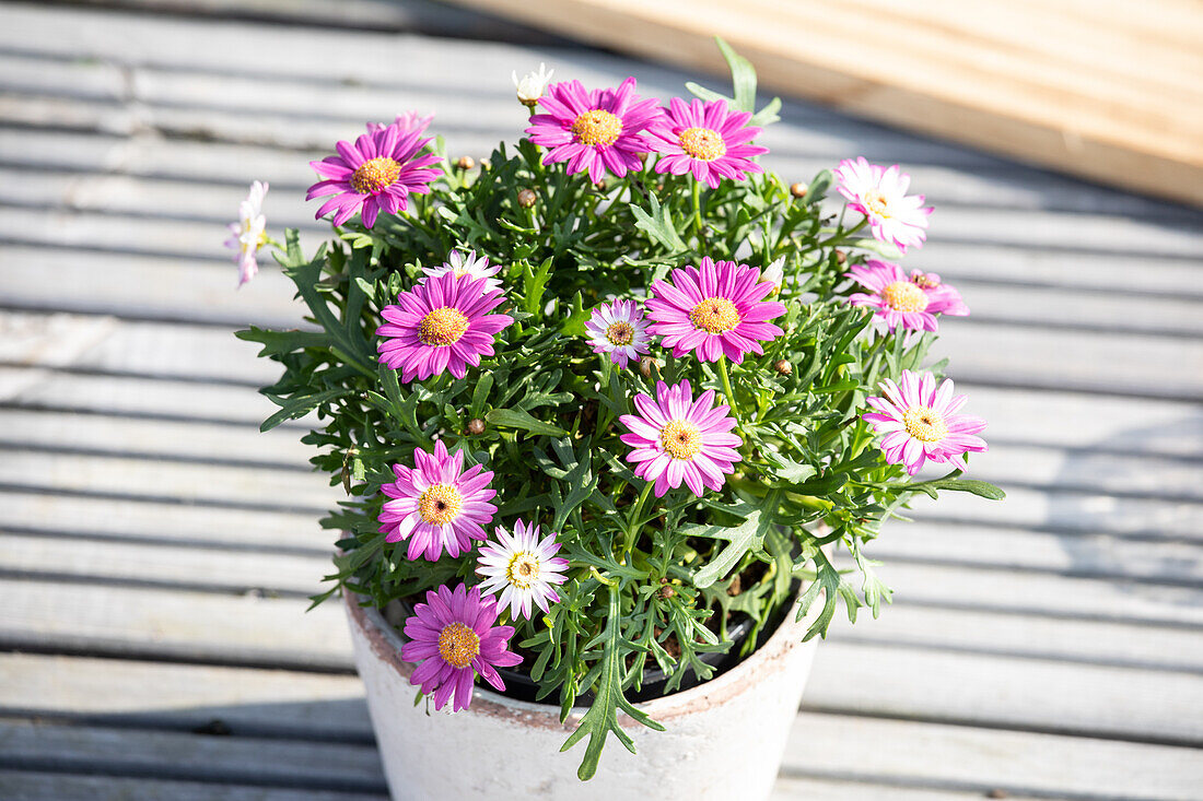 Argyranthemum frutescens, pink