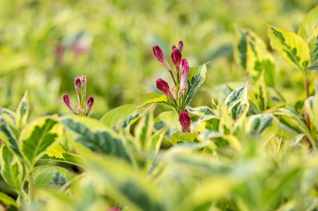 Weigela florida 'Nana Variegata'