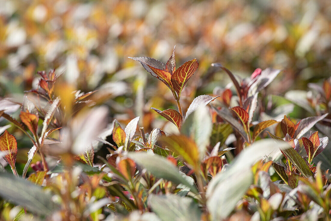 Weigela florida 'Purpurea'