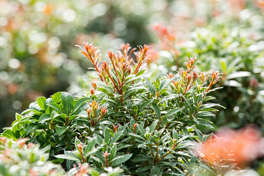 Pieris japonica 'Little Heath'