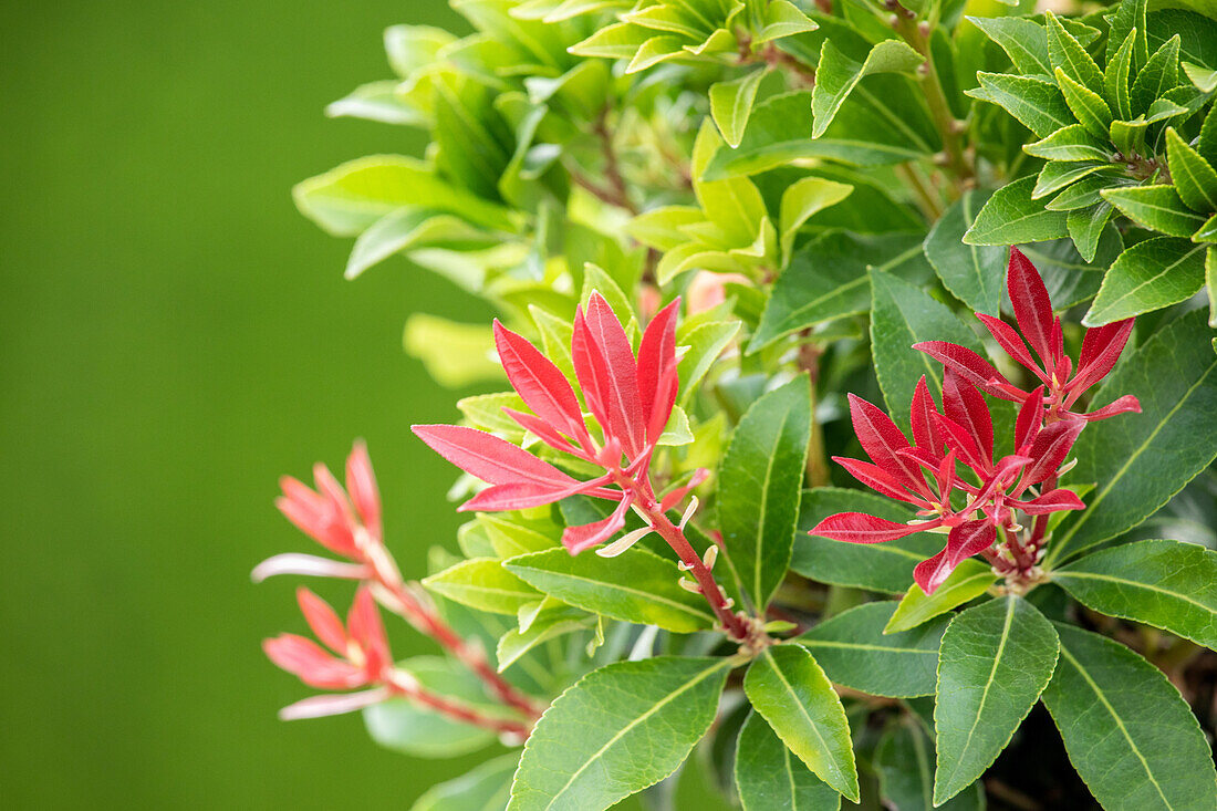 Pieris japonica 'Mountain Fire'