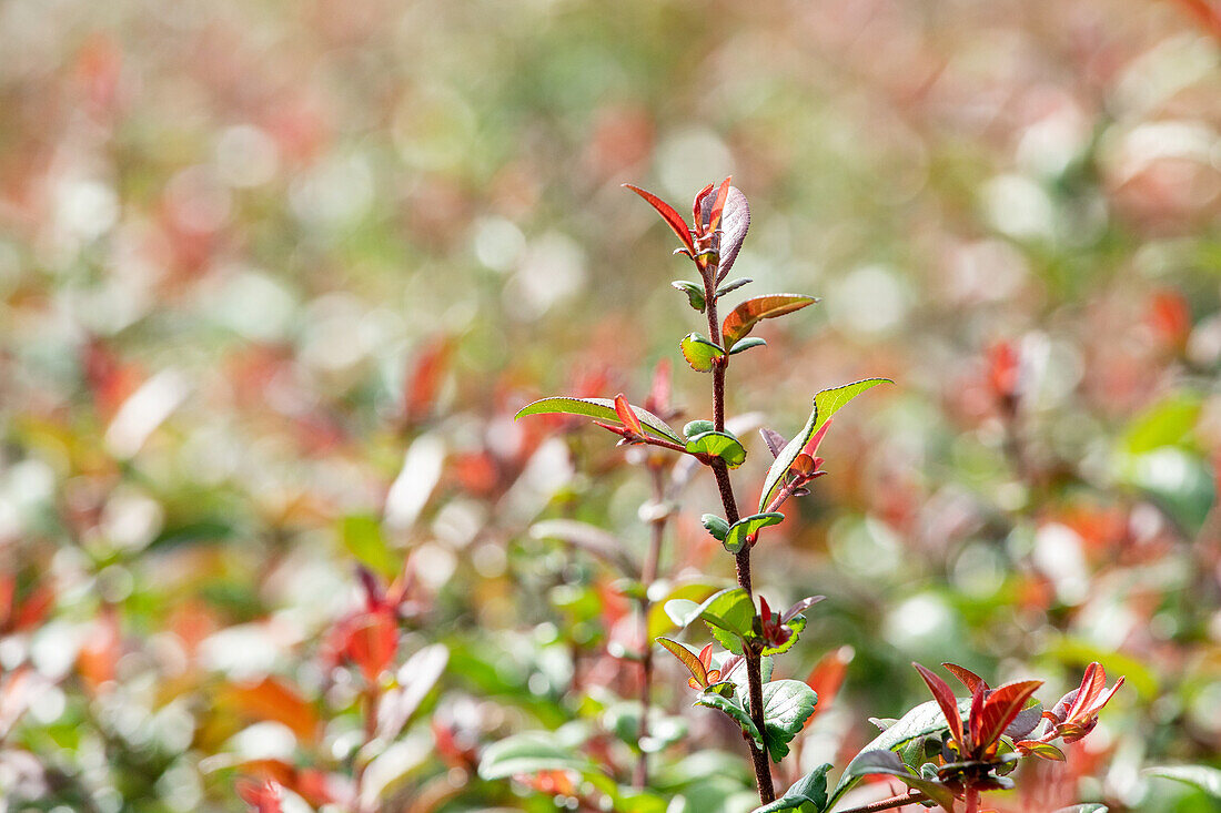 Chaenomeles 'Friesdorfer Typ 205'