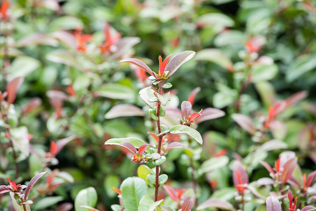 Chaenomeles 'Friesdorfer Type 205'