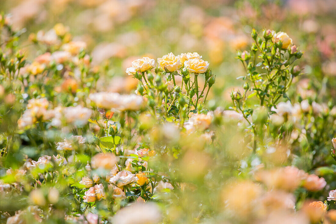 Rosa 'Yellow Fairy'