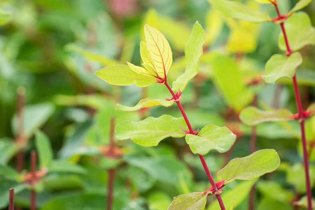 Lonicera caerulea var. kamtschatica