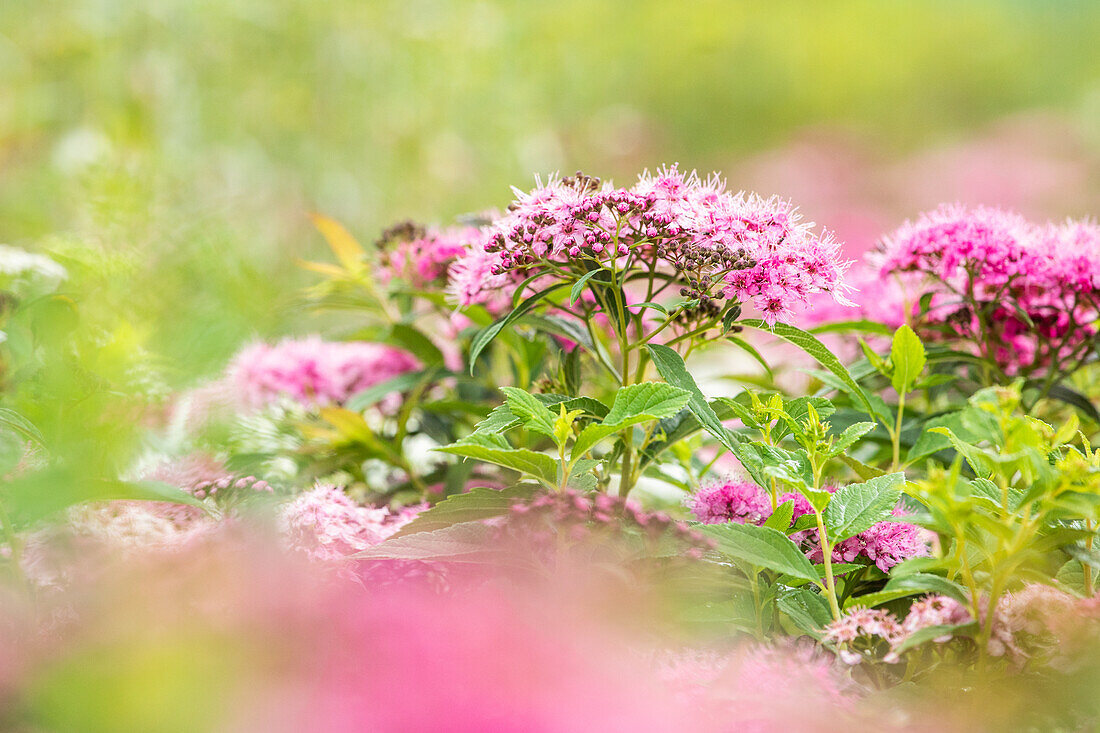 Spiraea japonica 'Little Princess'