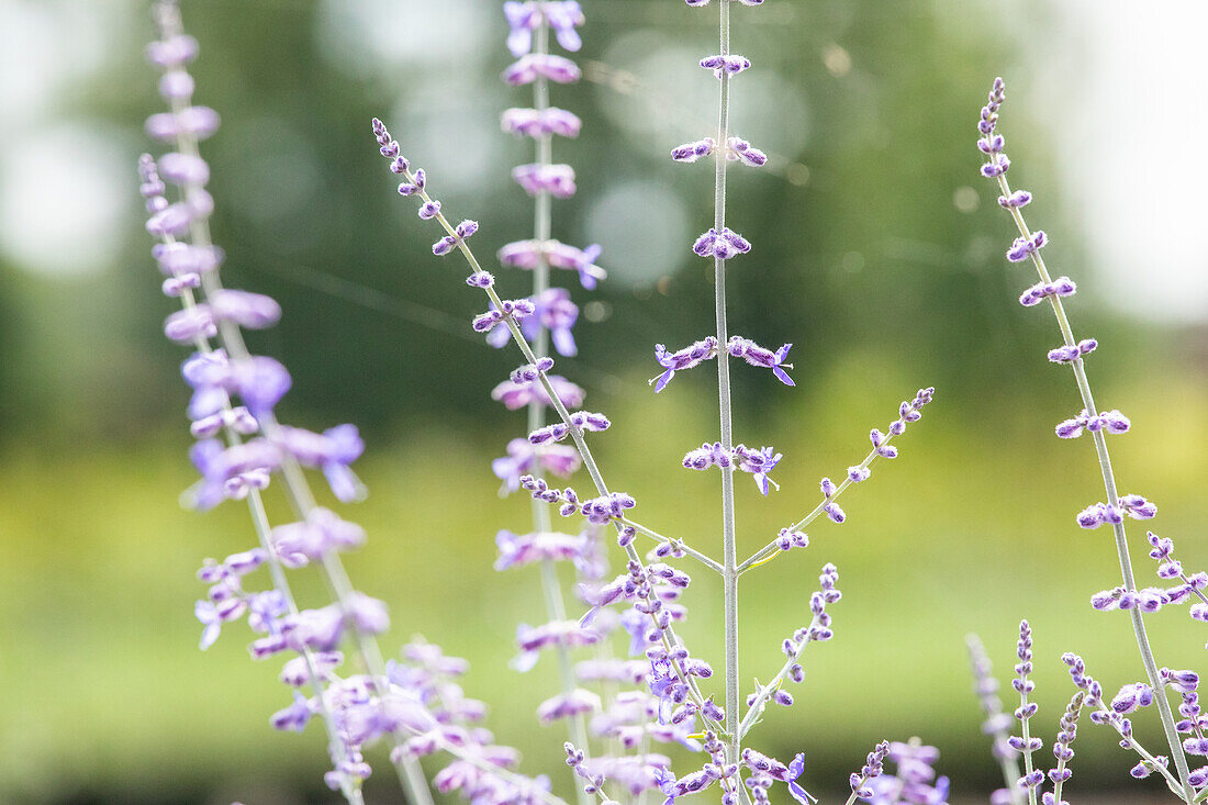 Perovskia atriplicifolia 'Blue Spire'