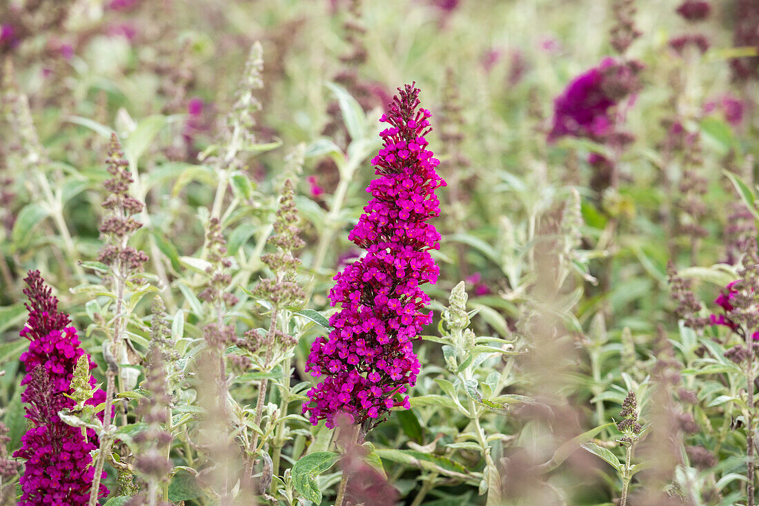 Buddleja davidii BUZZ™ 'Magenta'