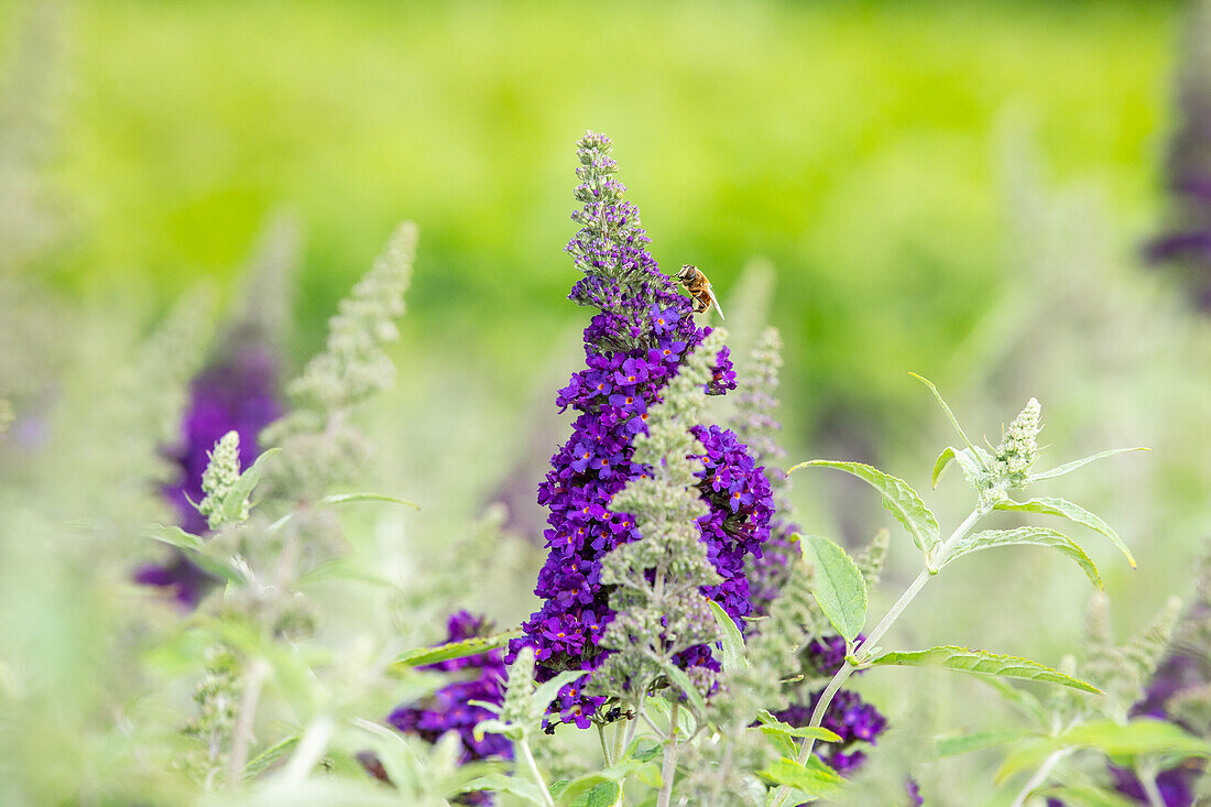 Buddleja davidii BUZZ™ 'Midnight'